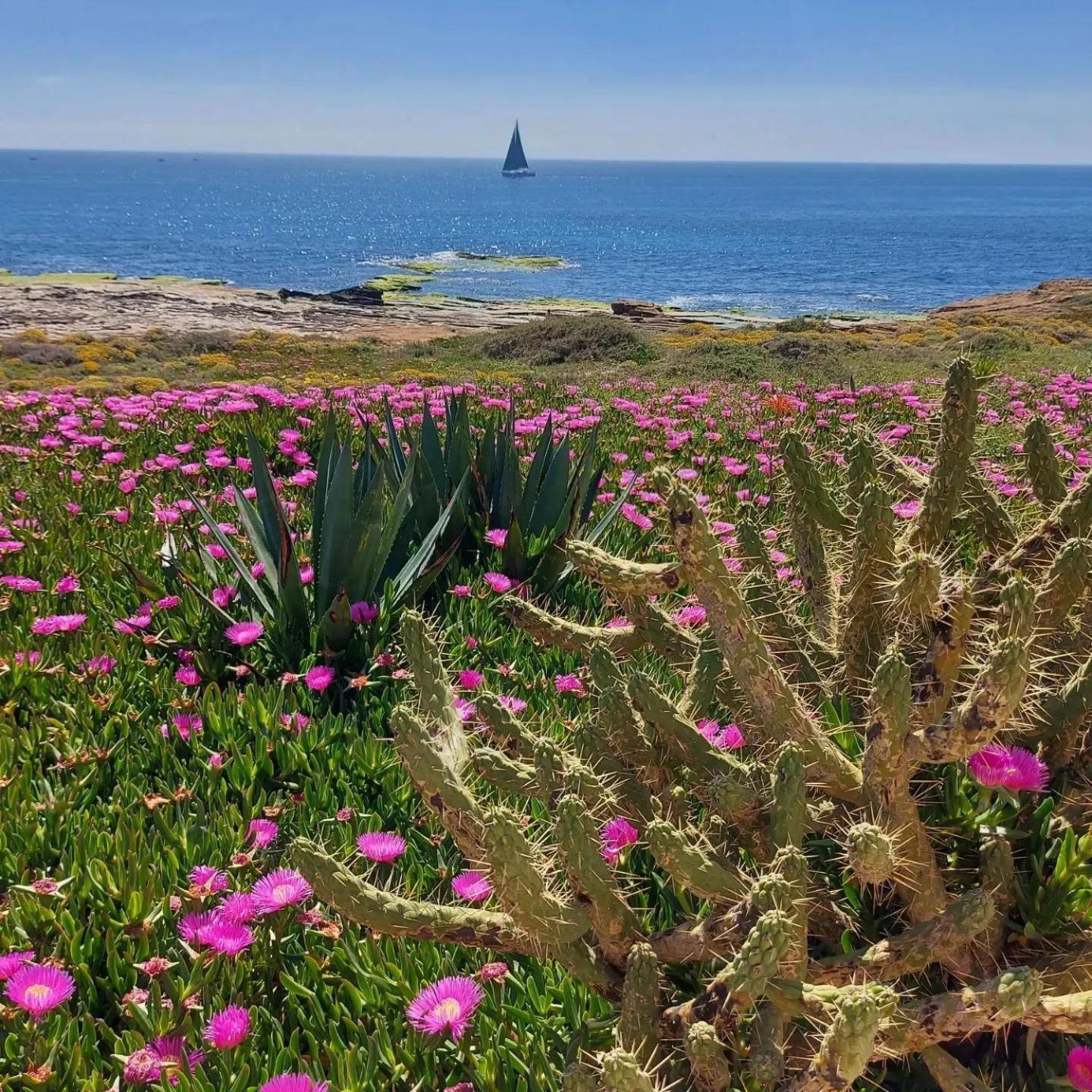 Maravillosa Terraza Con Vistas Al Mar, La Mata Торевиеха Екстериор снимка